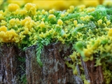 fuligo septica: Gelbe Lohblüte oder auch Hexenbutter genannt, ist weit verbreitet und meist von auffällig gelber Farbe. 